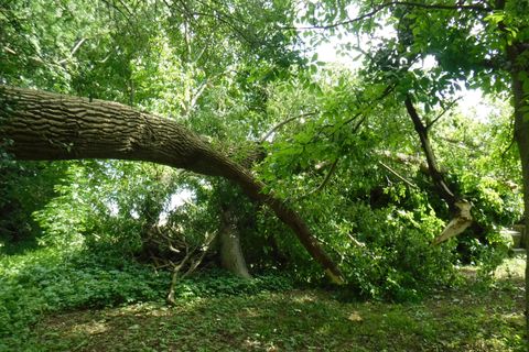 Umgestürzter Baum