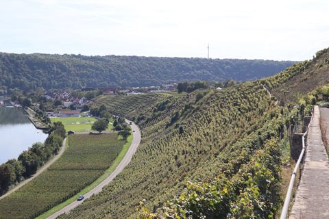 Idyllisch entlang des Neckars radeln und dabei vieles links und rechts des Weges entdecken