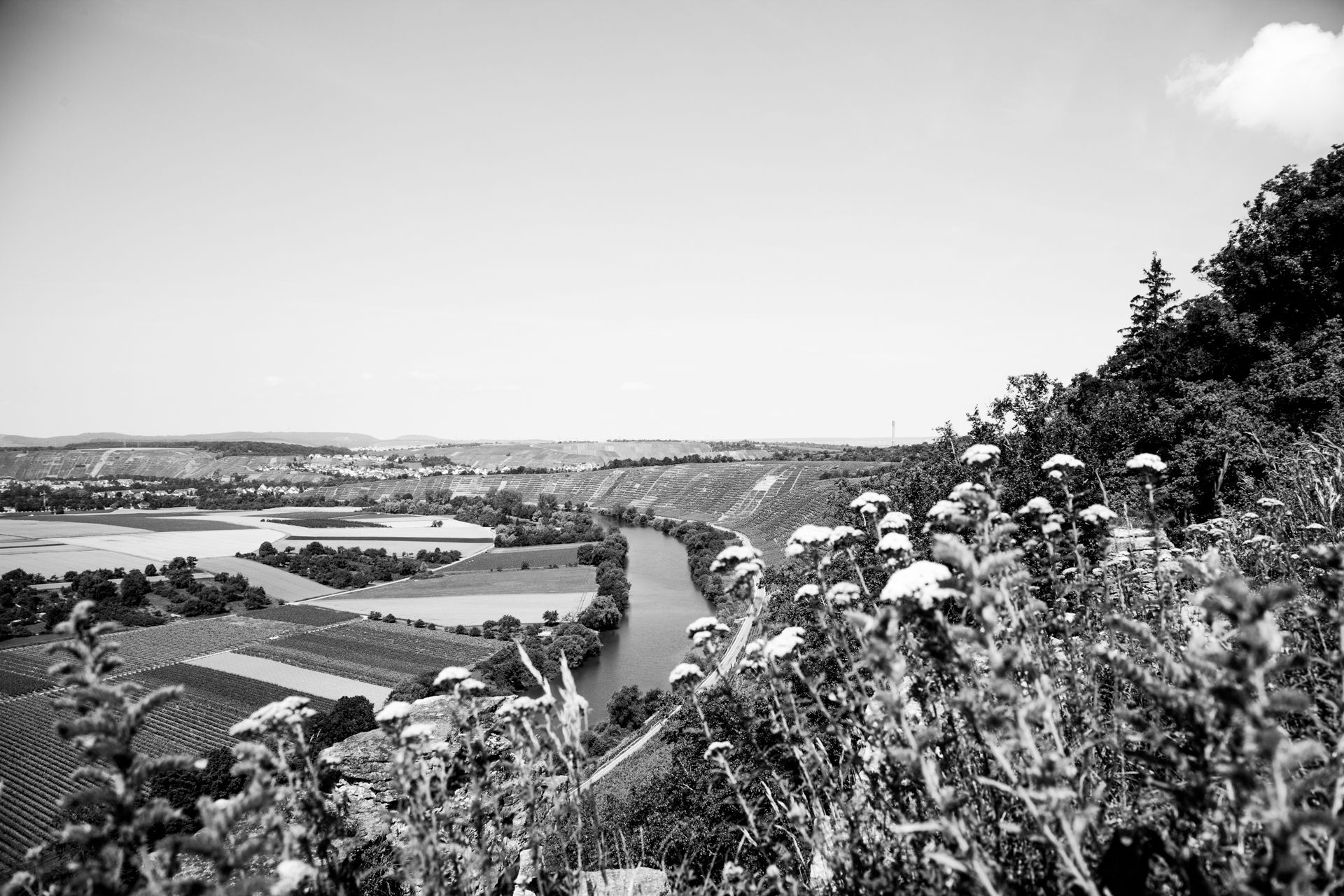 Steillagenbild - Weingut Siggi