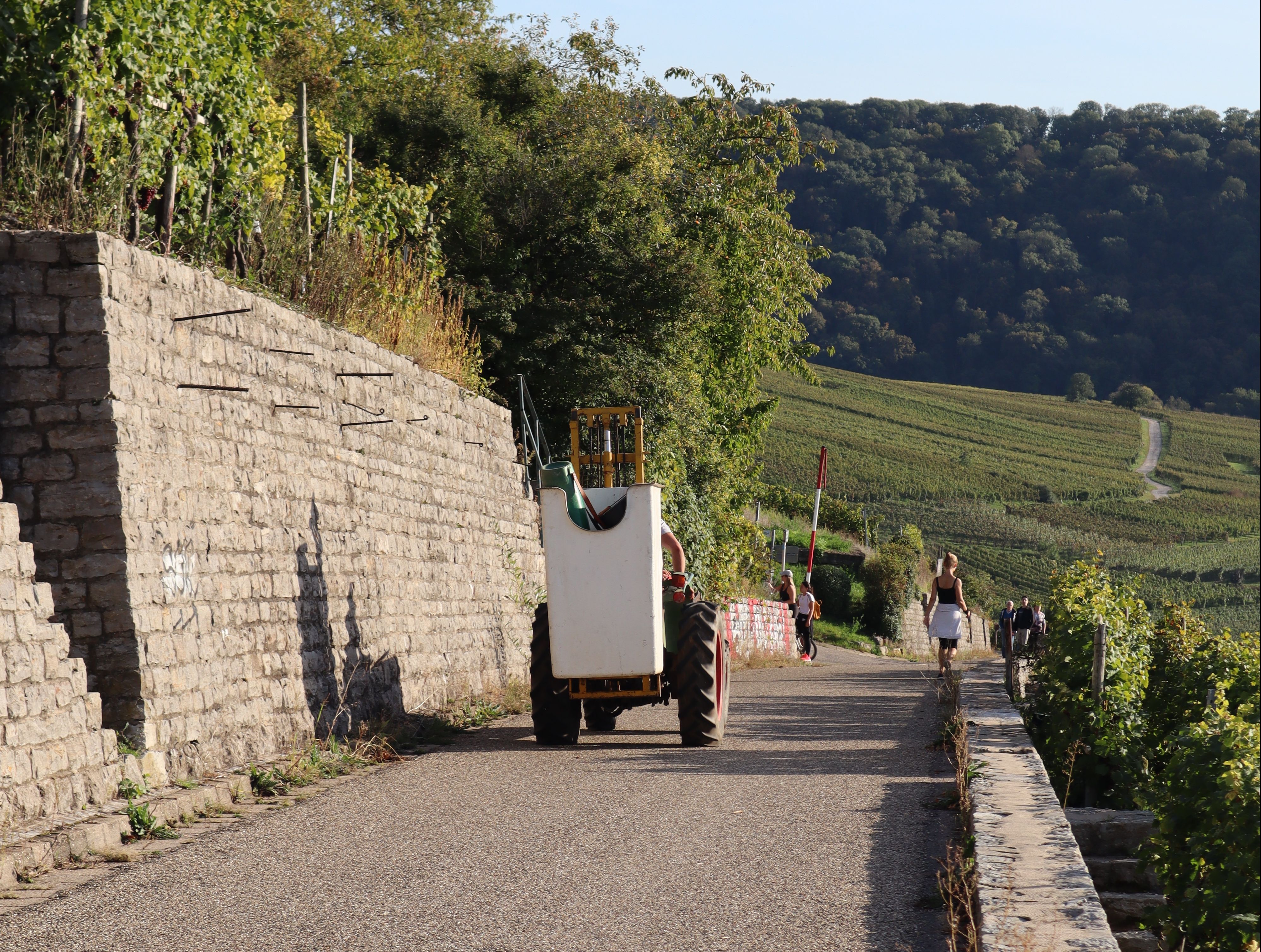 Weinbau