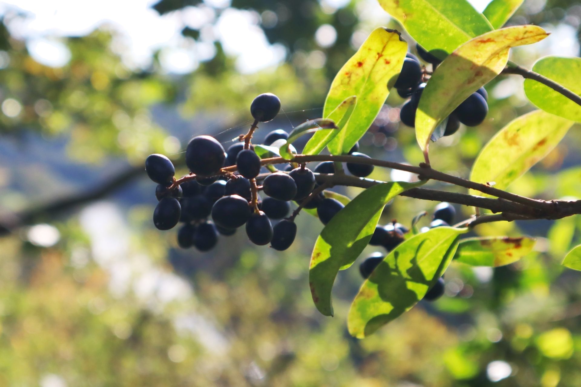 Beeren