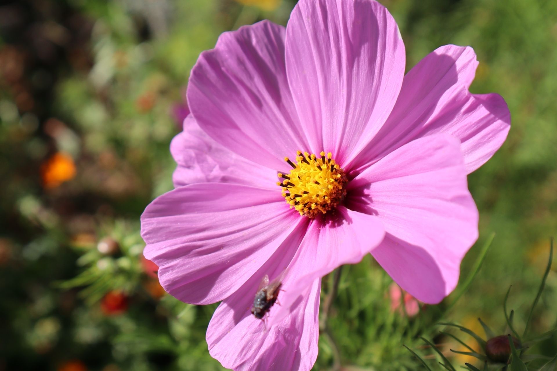 Blume